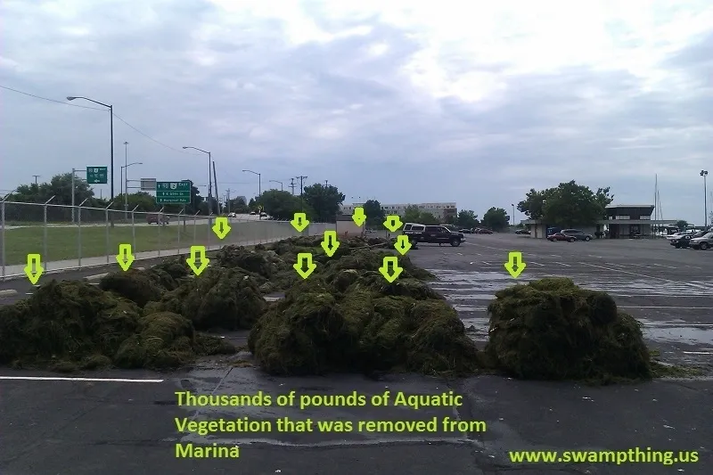 A large amount of aquatic vegetation is shown.