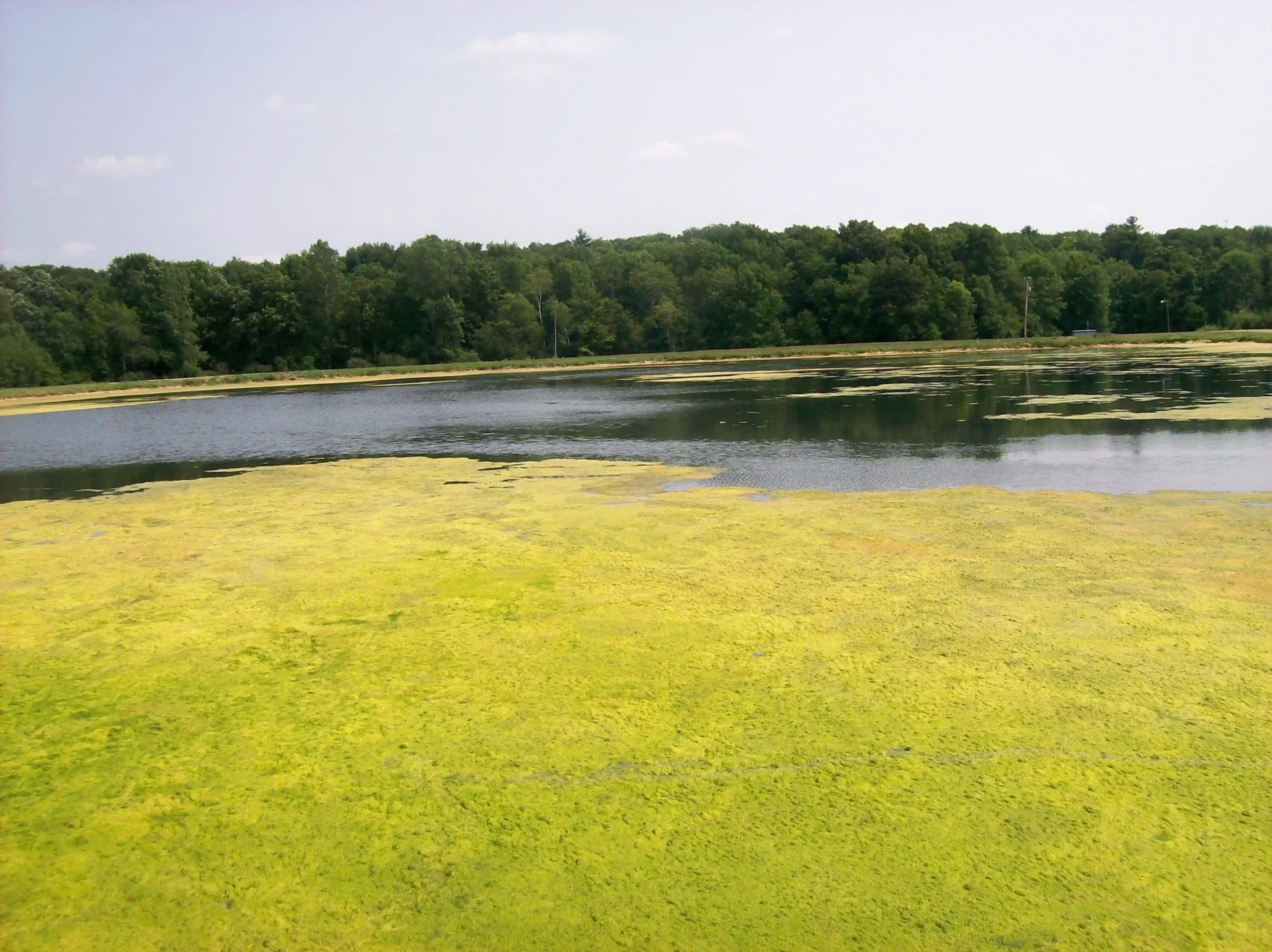 A large body of water with trees in the background.