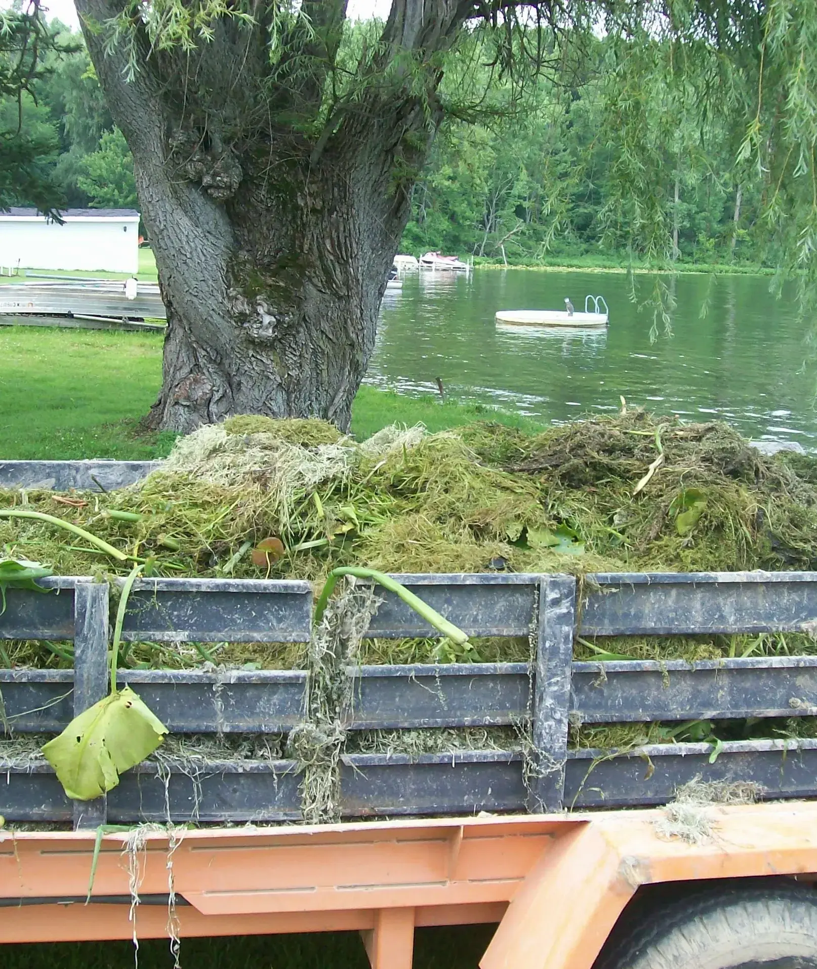 A tree is in the background of a pond.