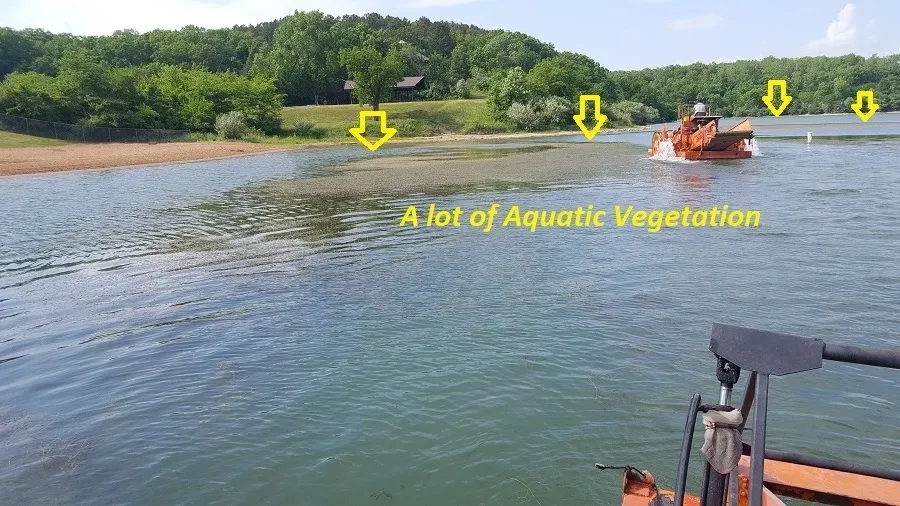 A lot of aquatic vegetation is shown in the water.