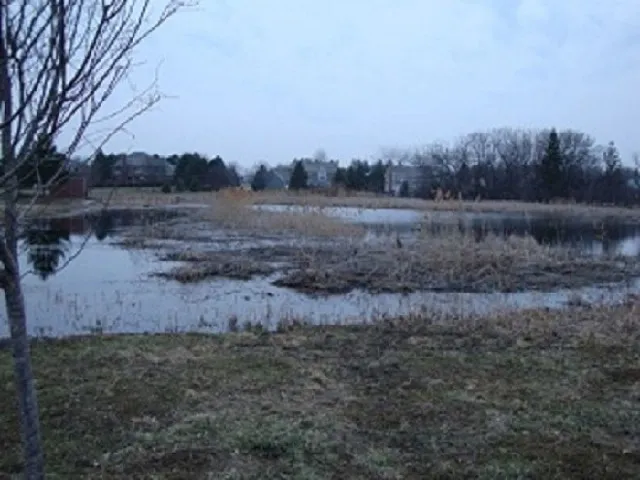 A pond with ducks in it and trees