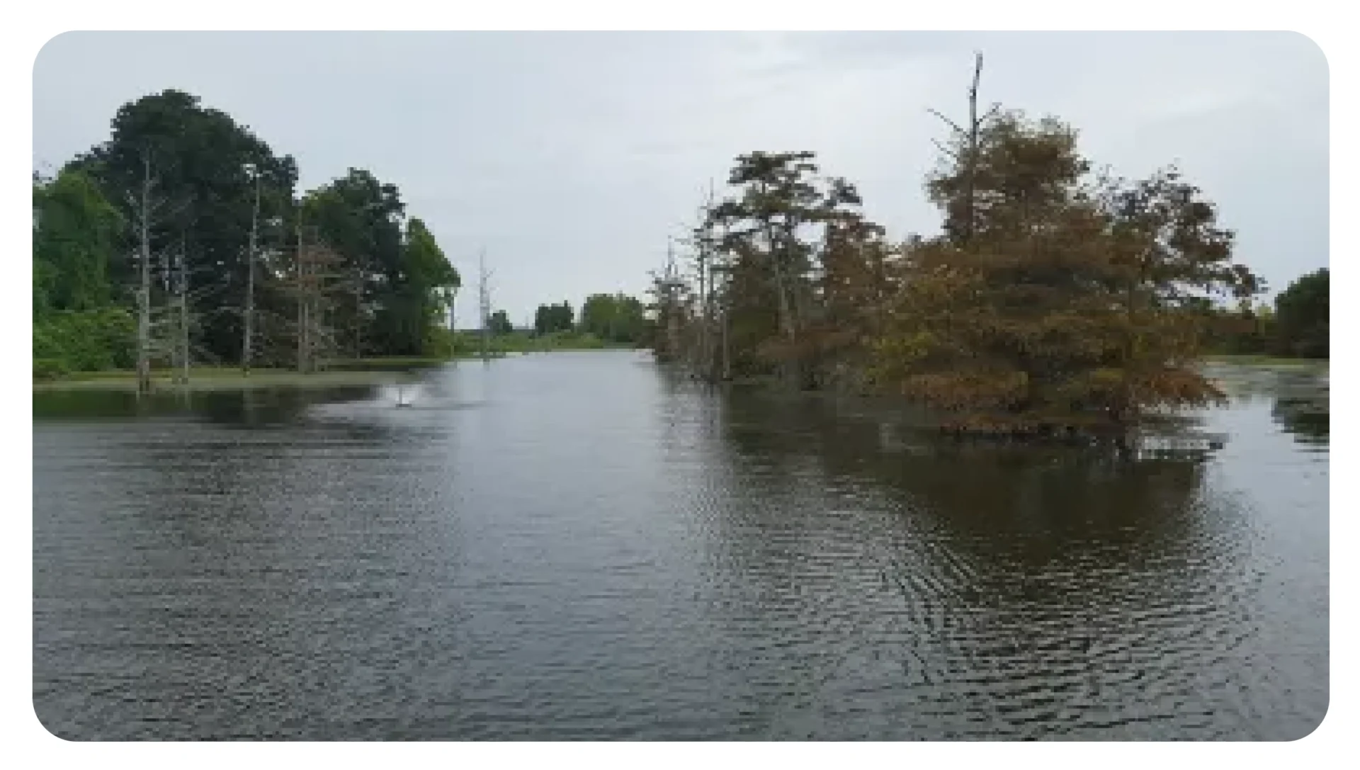 A body of water with trees in the background