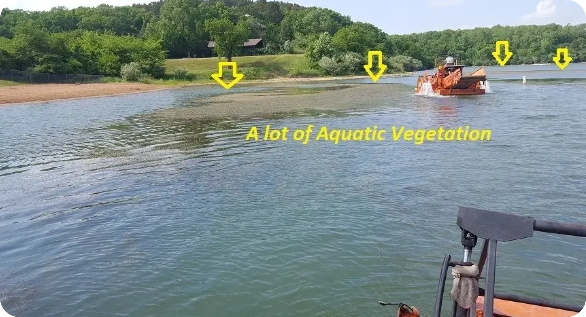 A lot of aquatic vegetation is shown in the water.